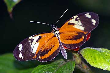 Beautiful butterfly from Panama