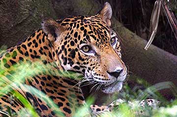 Jaguar at the Summit Garden Panama