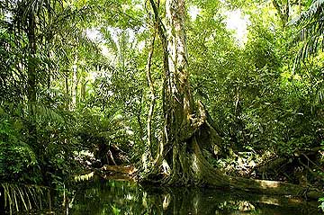 Soberania National Park, Panama - Ecotourism in Panama