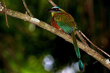 Blue-crowned Motmot, Momotus momota