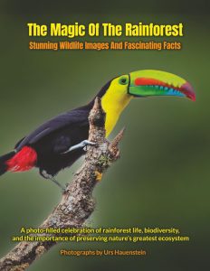 The Magic Of The Rainforest